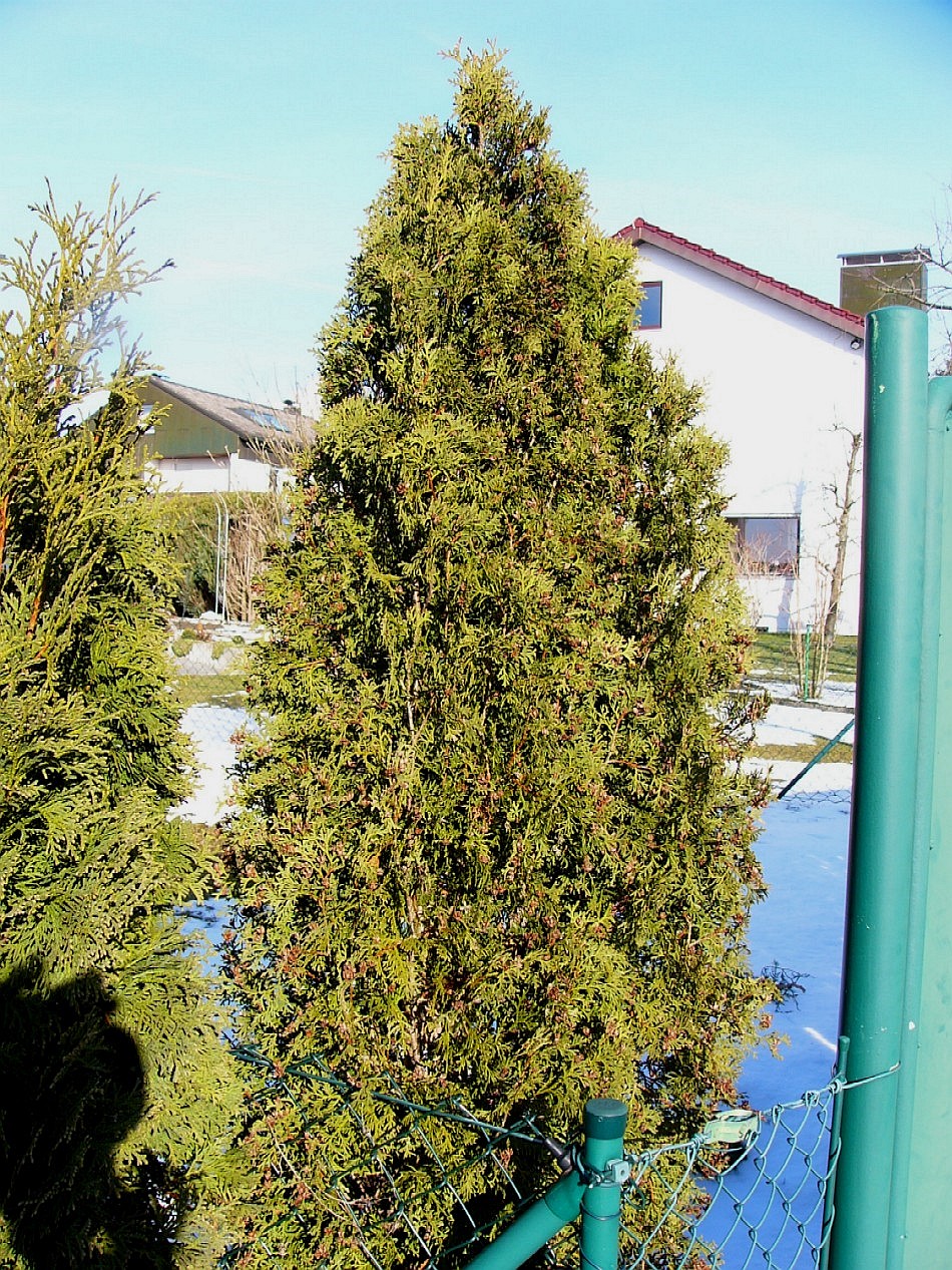 Thuja