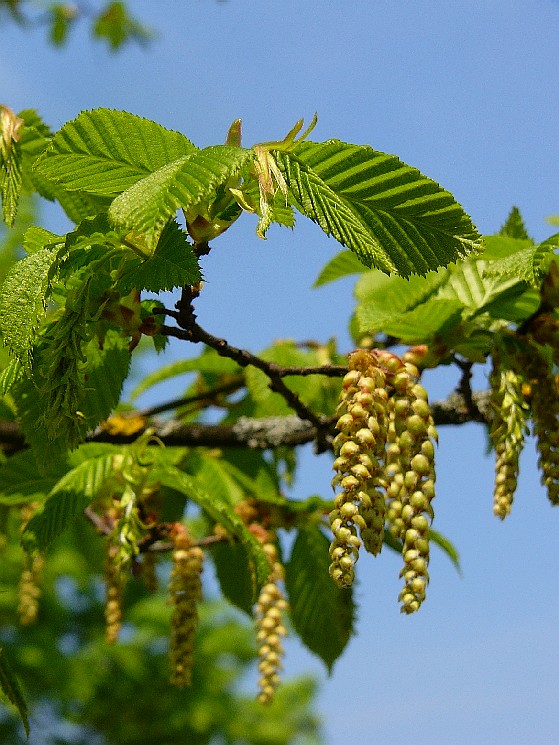 http://www.blumeninschwaben.de/Hauptgruppen/P1620038.JPG_A.jpg