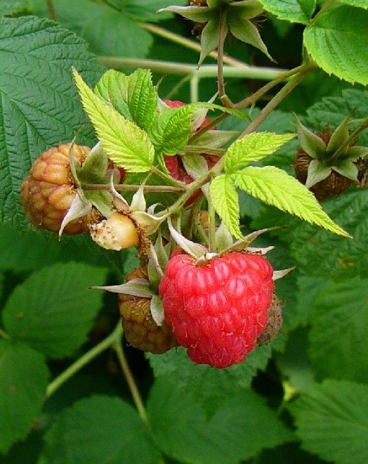 Rosaceae holz fieder