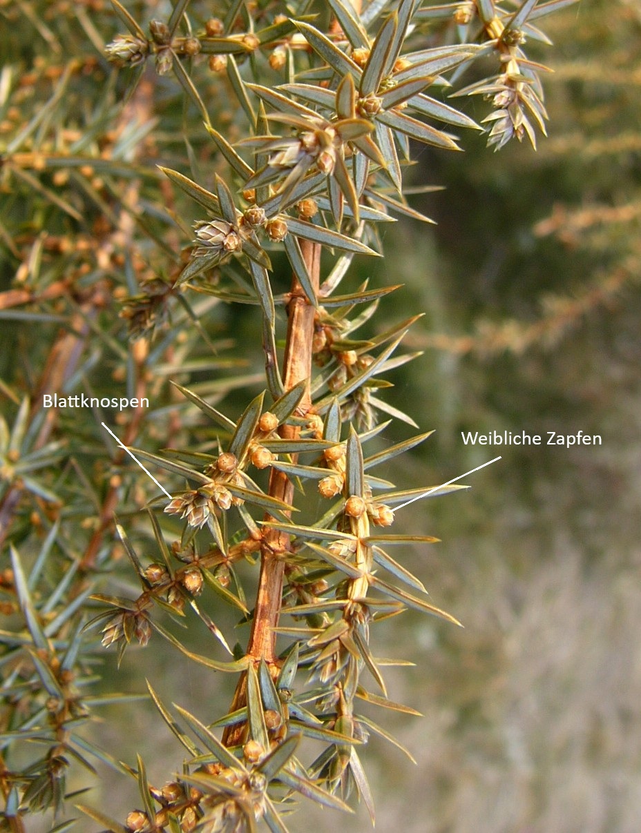 portulacaria afra variegata Elephant Bush (Portulacaria afra) for Sale: Easy to Care for Succulent  Plant